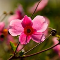 Утро :: Юрий. Шмаков Утро :: Юрий. Шмаков