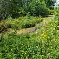 Заболоченная заводь озера :: Александр Синдерёв