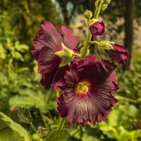 Мальва. :: Петр Беляков Мальва. :: Петр Беляков