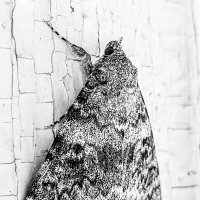 Здоровая детина :: Игорь Чичиль