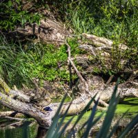 Найди утку :: Игорь Чичиль