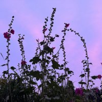 По красивым местам :: Анна Камс