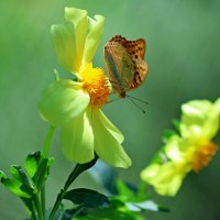 Прощание с летом :: Светлана Тихонина