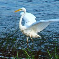 большая белая цапля :: gawrilа - dan