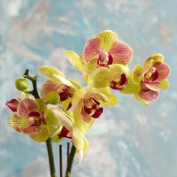 Моя коллекция орхидей :: Irene Irene