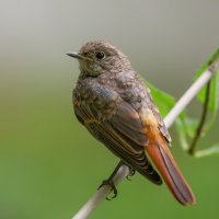 Было лето... :: Станислав С.