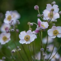 Анемона японская. :: Sergey (Apg)