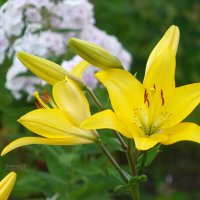 Жёлтые лилии :: Сергей Беляев
