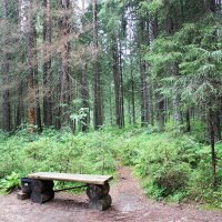 Леса Карелии :: Любовь ***