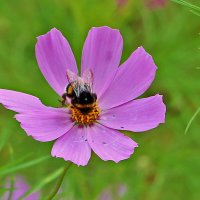 На космейке :: Светлана На космейке :: Светлана