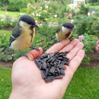 Синицы :: Сапсан Синицы :: Сапсан