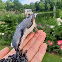 Поползень :: Сапсан 