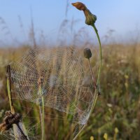 Паутина :: Денис Бочкарёв