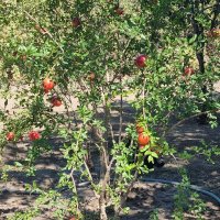 Куст граната :: Наталья 