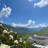 Цветут рододендроны :: Марина Виноградова