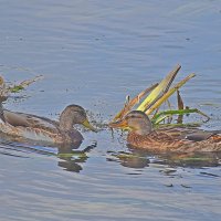 Разговор! :: Валентина  Нефёдова 