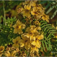 Городские цветы :: Aquarius - Сергей