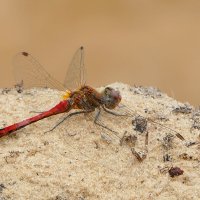 из снятого позавчера 2 :: Александр Прокудин из снятого позавчера 2 :: Александр Прокудин