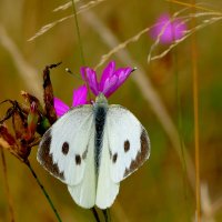 из снятого позавчера 5 :: Александр Прокудин
