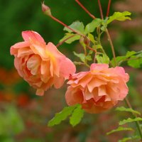 цветение :: Andrey Bragin 