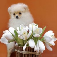 Померанский шпиц :: Светлана Ищенко