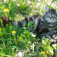 Хорошо поработал,теперь можно и отдохнуть! :: Нина Андронова