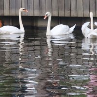 Третий лишний :: Дмитрий И_