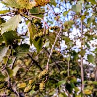 Шишечки ольхи :: Veera V