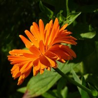 Календула с каплями дождя. :: Милешкин Владимир Алексеевич Календула с каплями дождя. :: Милешкин Владимир Алексеевич