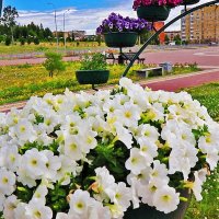 Июль.Цветочная клумба в прибрежном парке . :: Владимир 