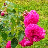 Розы в Парке 300-летия Санкт-Петербурга! :: Светлана Калмыкова Калмыкова