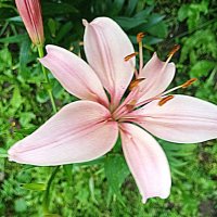 Цветы. :: Владимир Драгунский Цветы. :: Владимир Драгунский