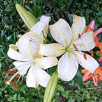 Цветы. :: Владимир Драгунский