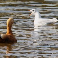 ОГАРЬ И ЧАЙКА ОБЩАЮТСЯ... :: Валентина 
