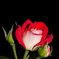 ... :: Константин Штарк