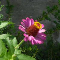 Циния :: Валентин Семчишин