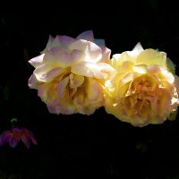 Глории Дей :: Валентин Семчишин Глории Дей :: Валентин Семчишин