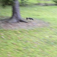 Покажу вам как я сняла белочку) :: Осень Покажу вам как я сняла белочку) :: Осень