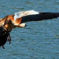 Огарь. :: Владимир Безбородов Огарь. :: Владимир Безбородов