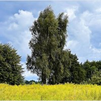 Август. :: Валерия Комова