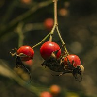 Созрели. :: Петр Беляков Созрели. :: Петр Беляков