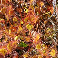 Фантастический мир росянок :: Мария Васильева Фантастический мир росянок :: Мария Васильева