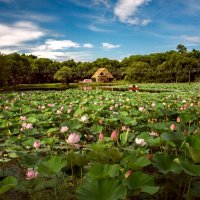 озеро лотосов :: Елена озеро лотосов :: Елена