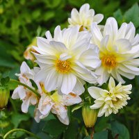 Георгины :: Светлана 