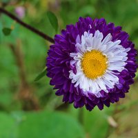 Астра помпонная :: Светлана 