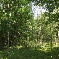 В лесу... :: Freddy 97