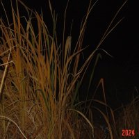 кусты в темноте :: fogmeadowww m