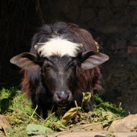 На ферме в горах Гималай :: Георгий А На ферме в горах Гималай :: Георгий А