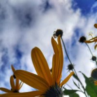 *** :: Шу Юншен