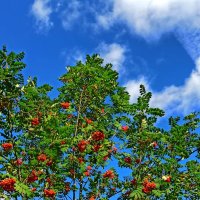 Подарок птичкам :: veilins veilins